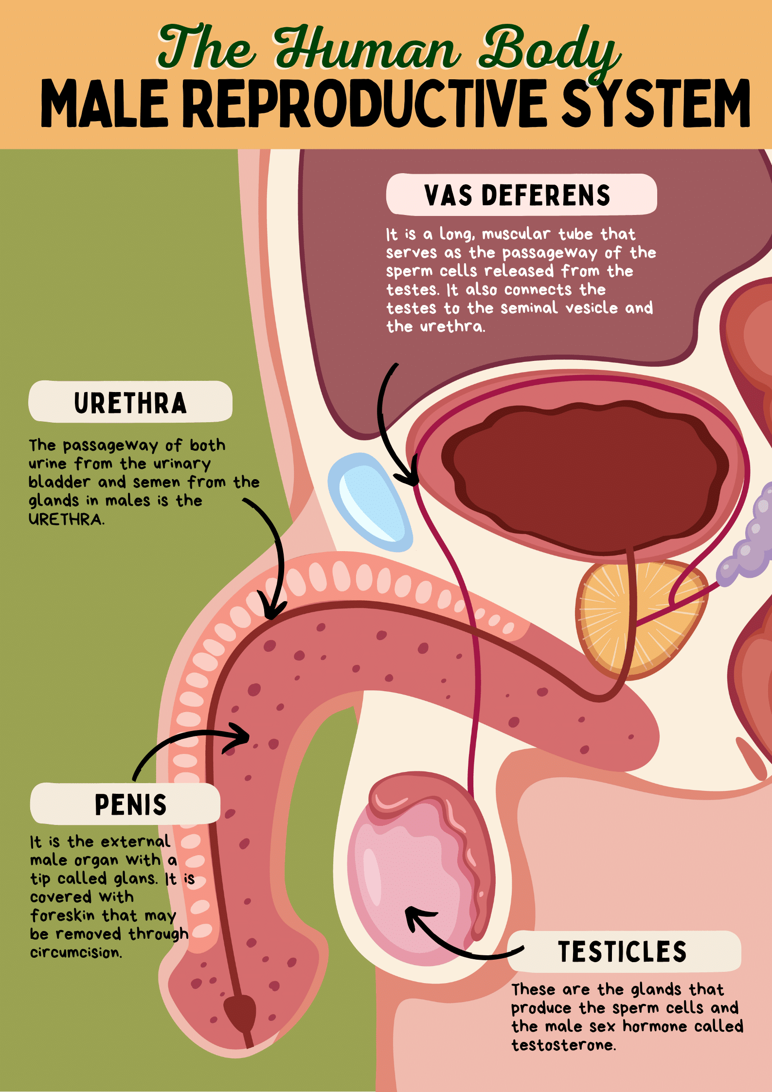 Tratamiento individualizado de fisioterapia pélvica masculina